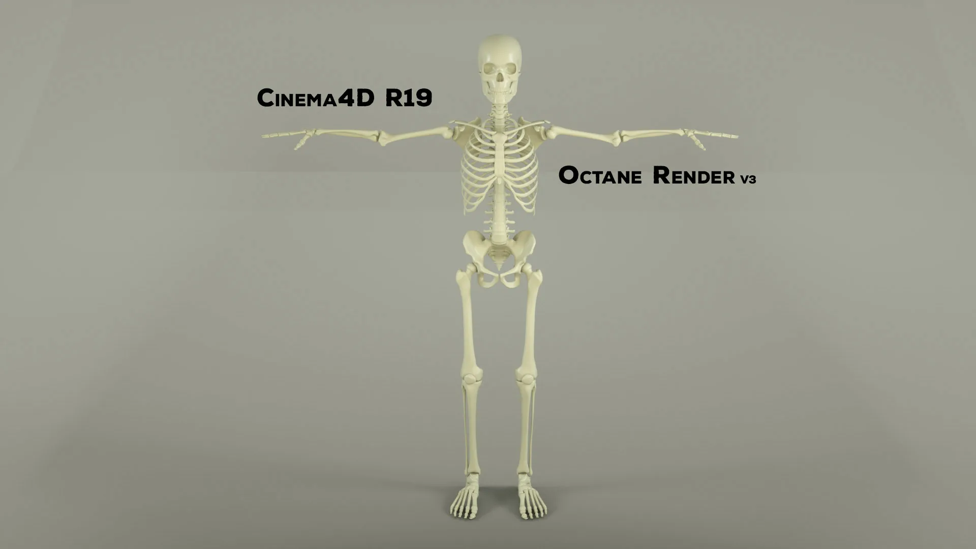 Realistic Human Male Skeleton