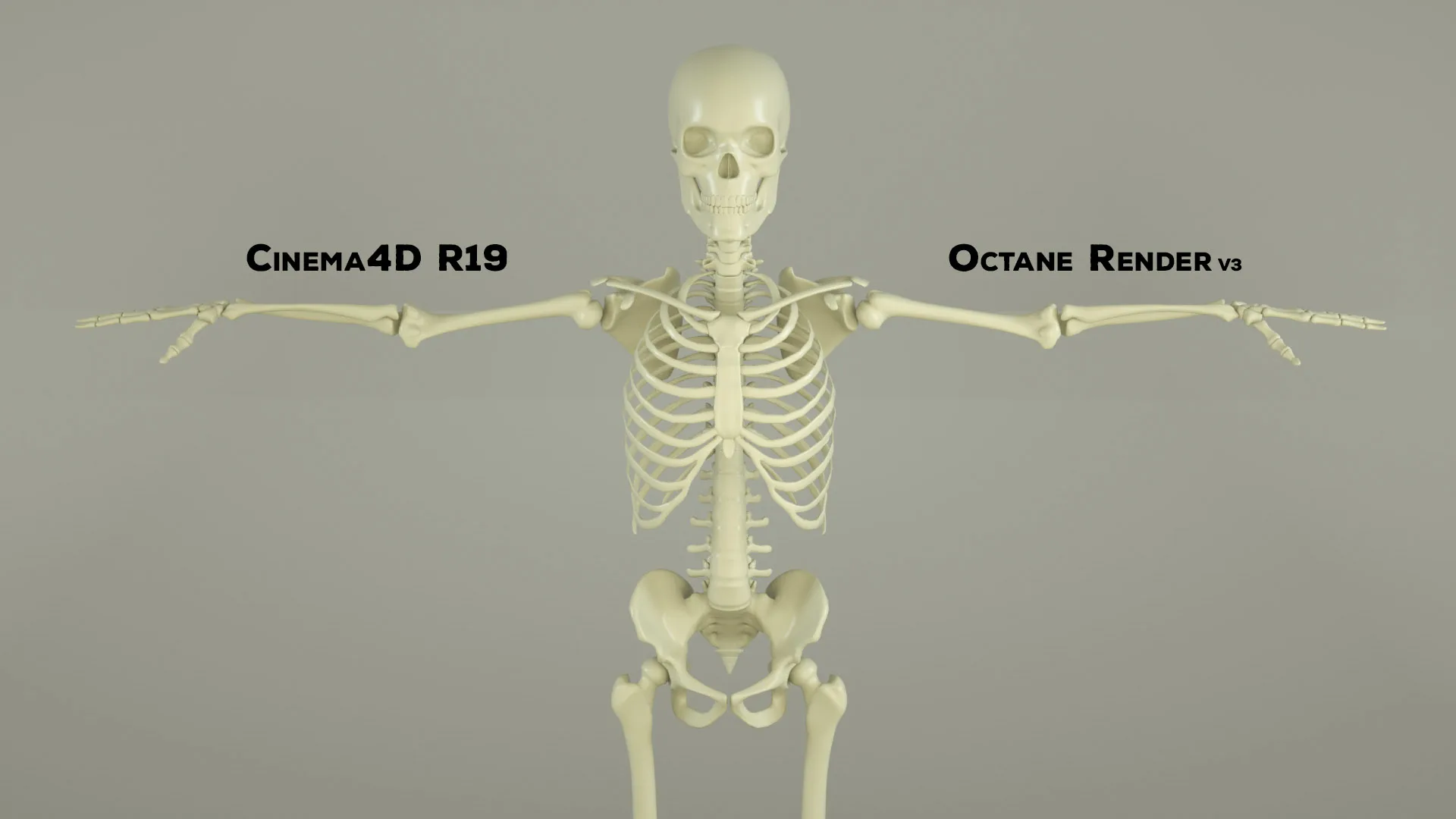 Realistic Human Male Skeleton