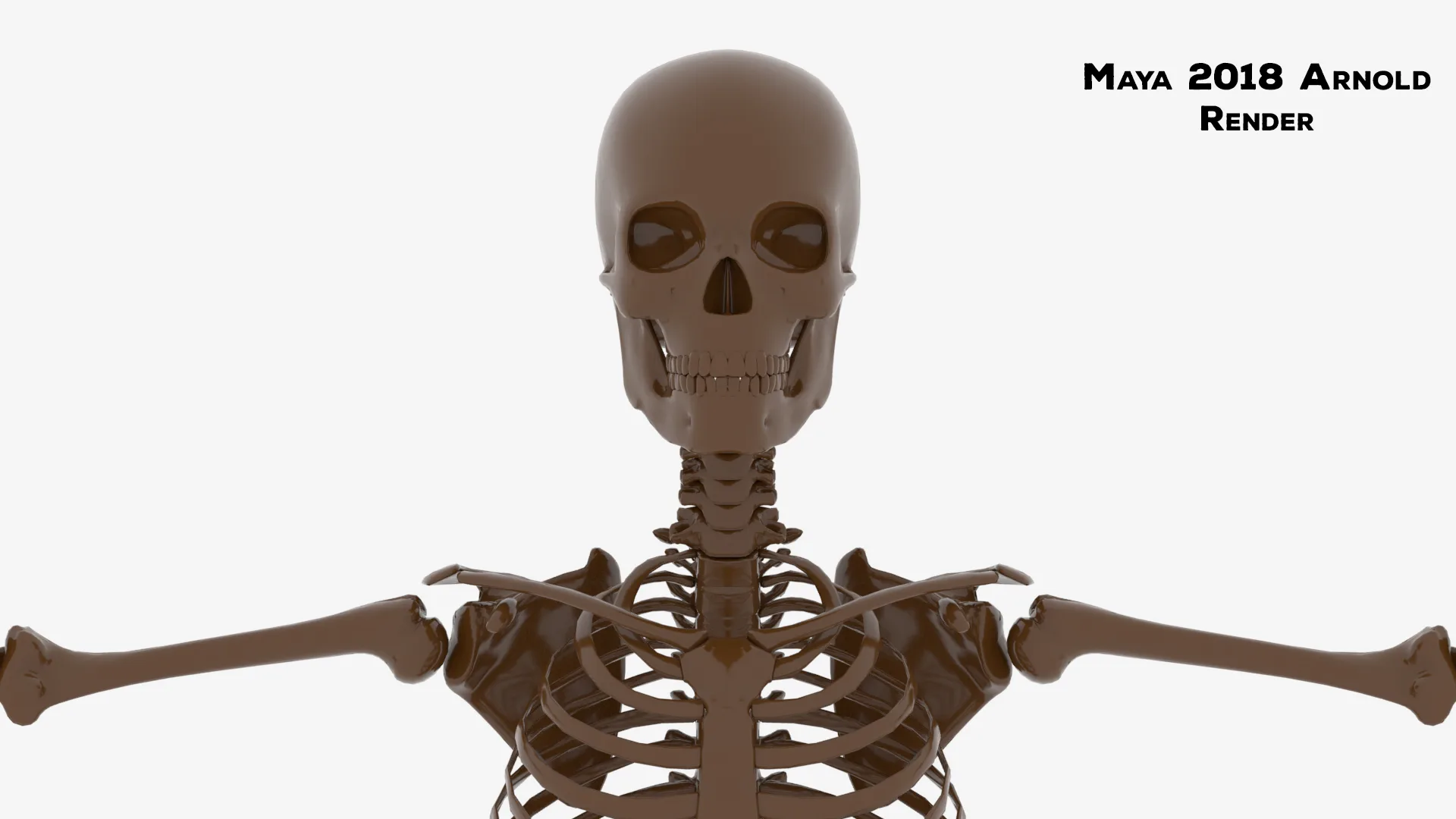 Realistic Human Male Skeleton