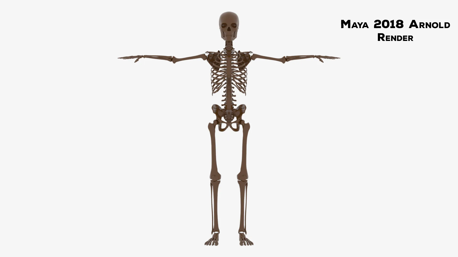 Realistic Human Male Skeleton