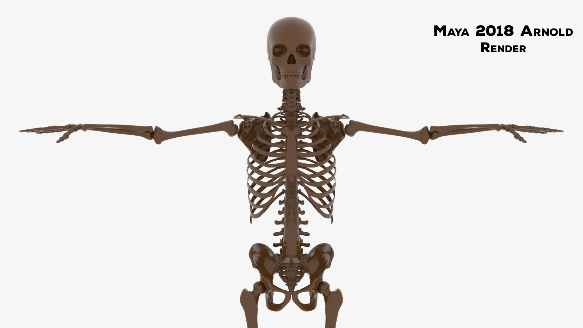 Realistic Human Male Skeleton