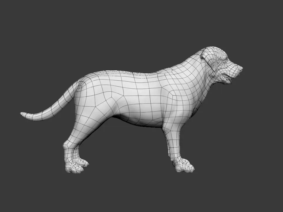 Labrador Dog - Topology + UV Map