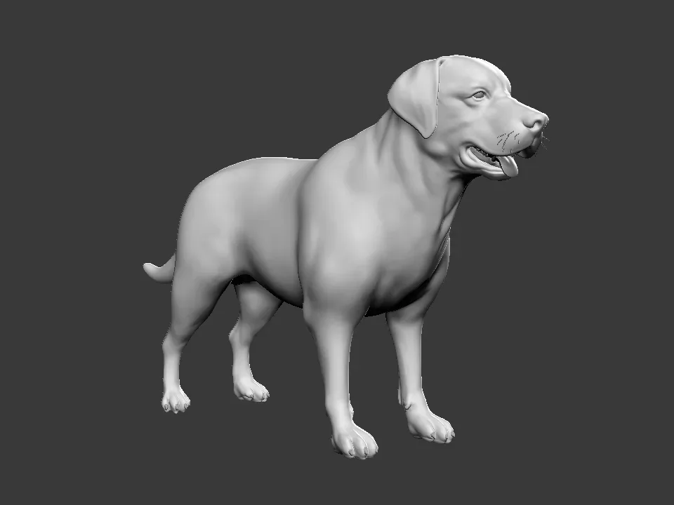 Labrador Dog - Topology + UV Map