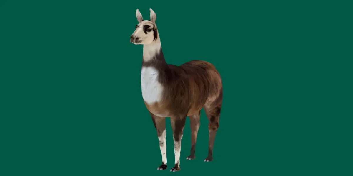 Llama