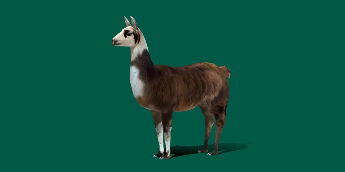 Llama