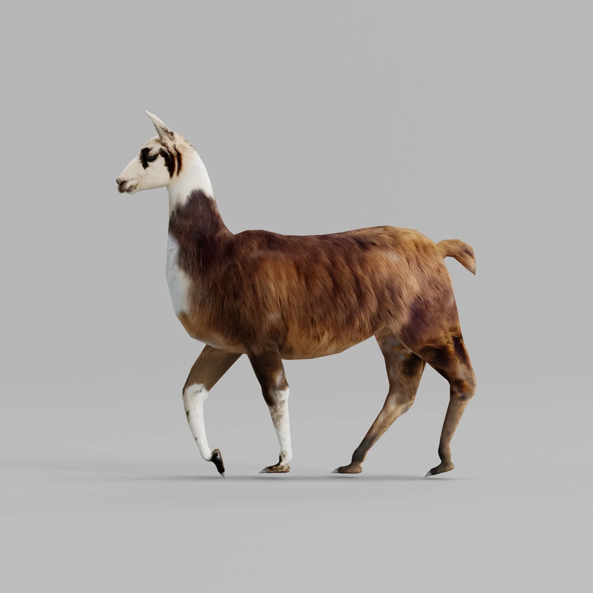 Llama