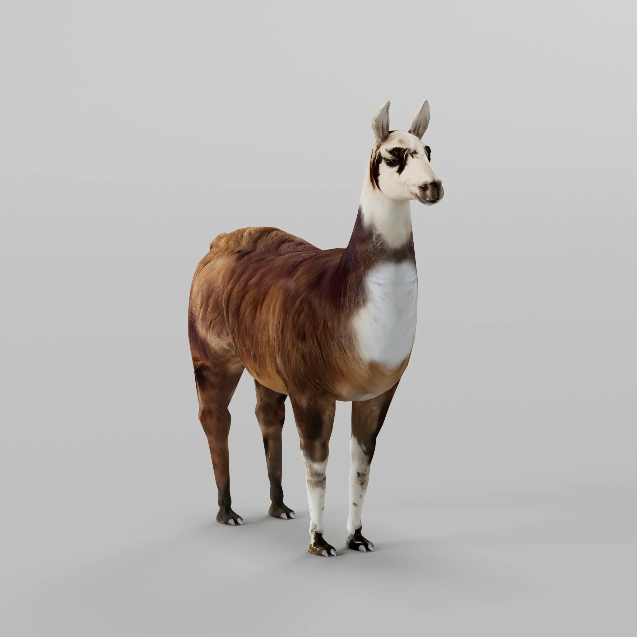 Llama