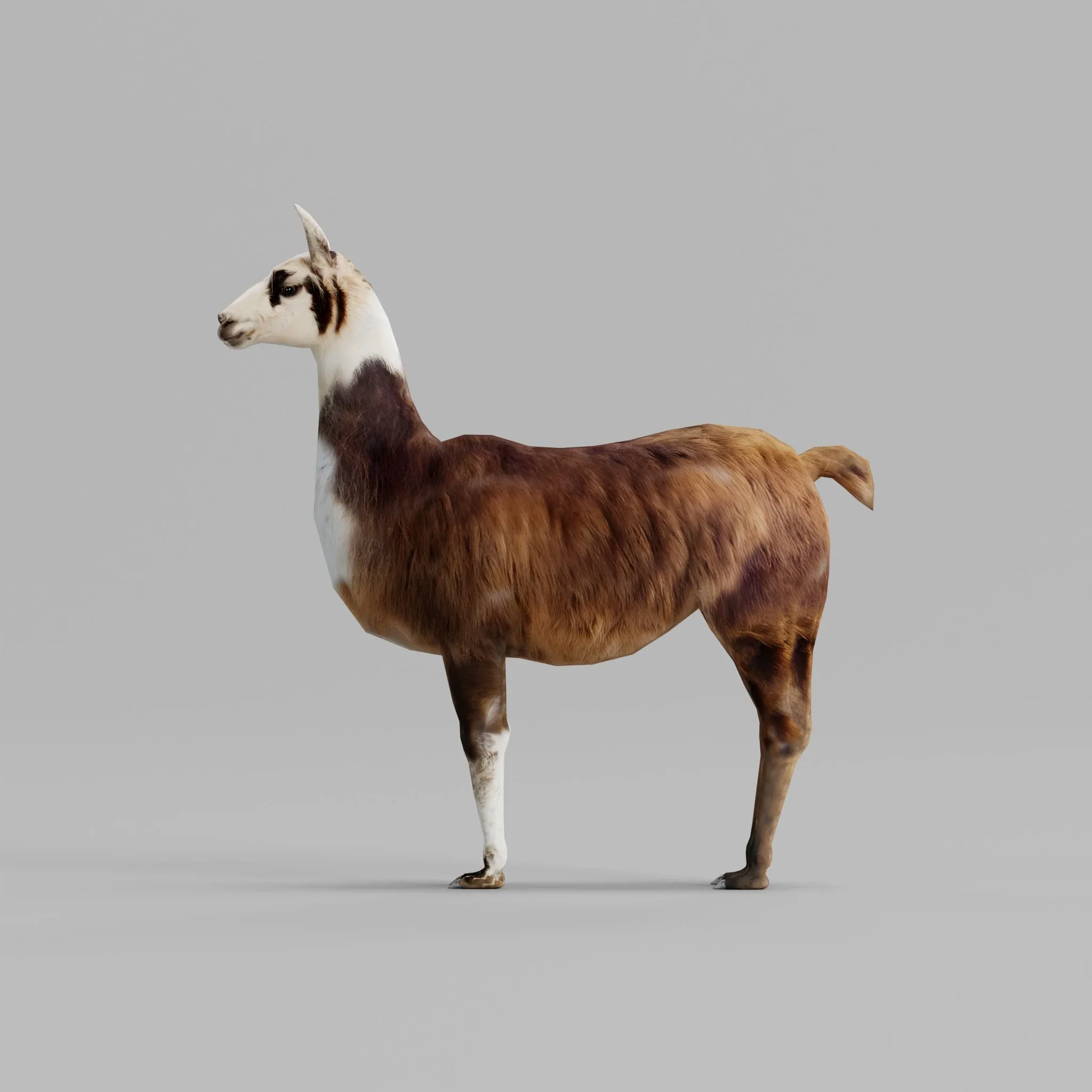 Llama