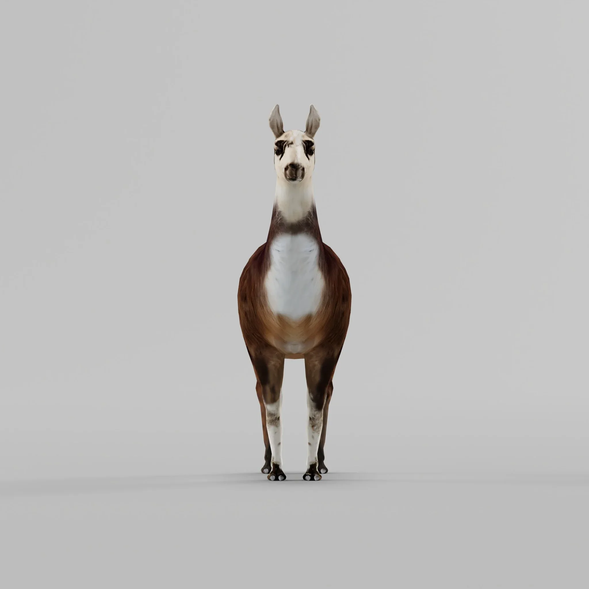 Llama