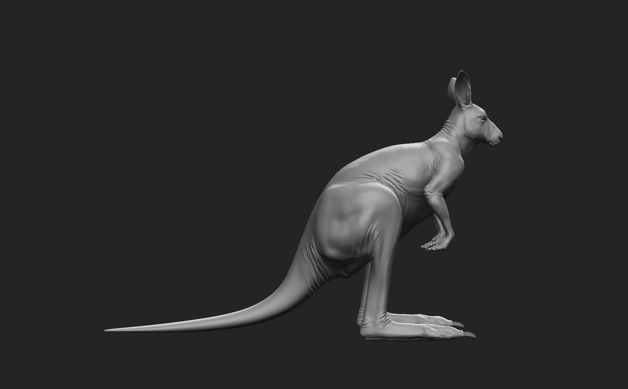 Kangaroo Male - Topology + UV Map