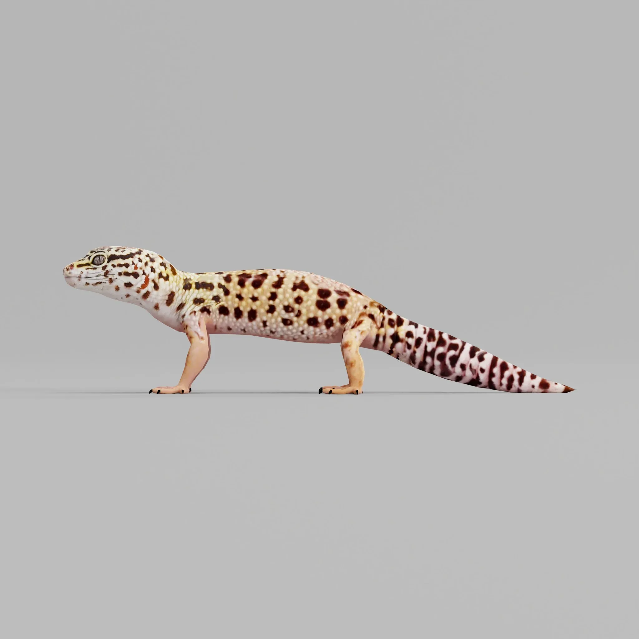 Leopard Gecko