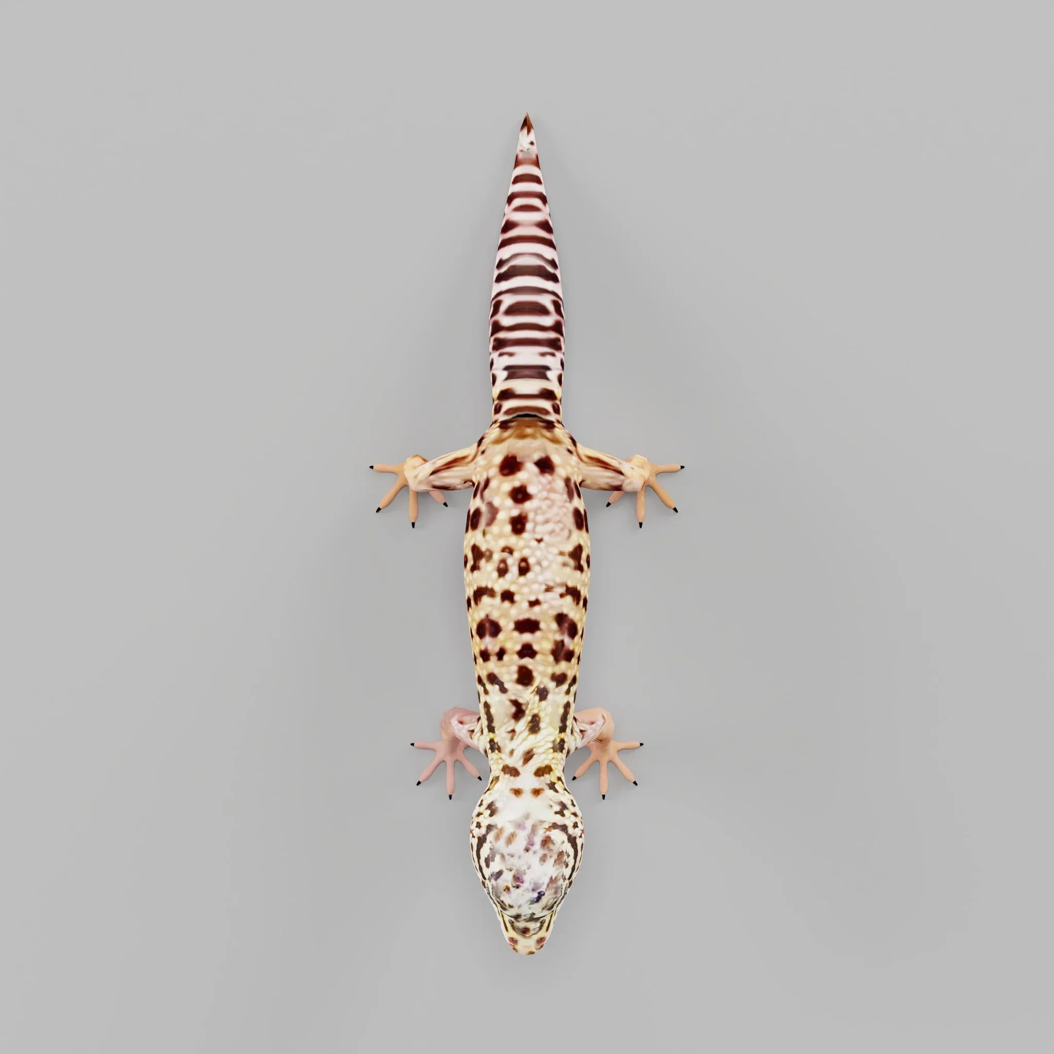 Leopard Gecko