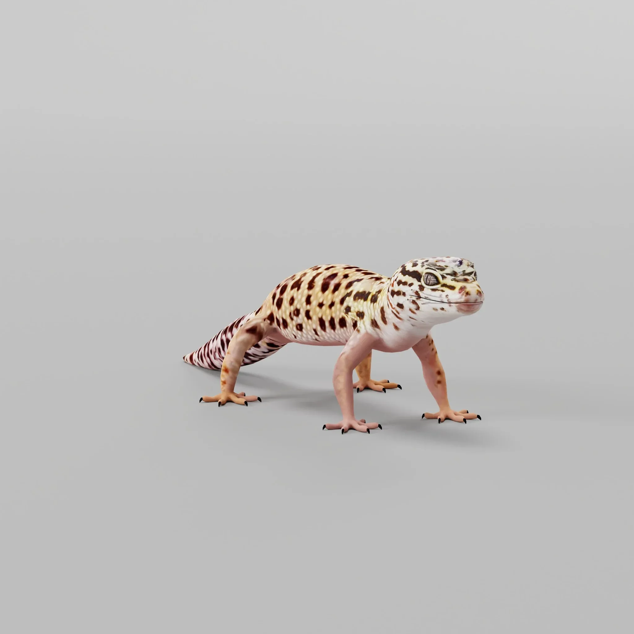 Leopard Gecko