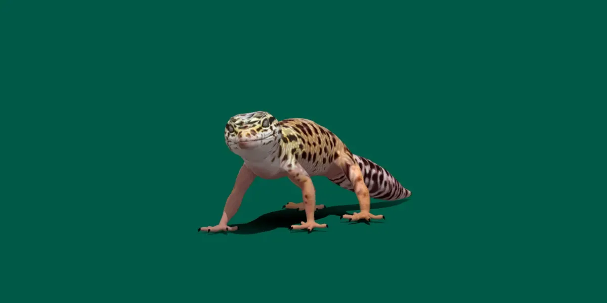 Leopard Gecko