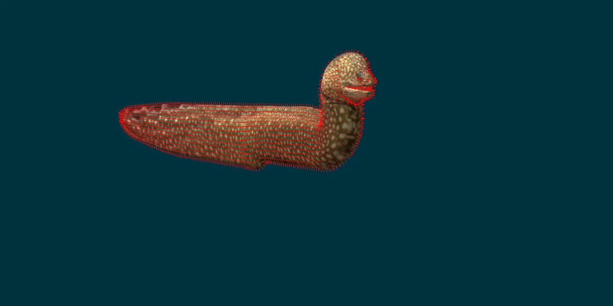 Moray Eel