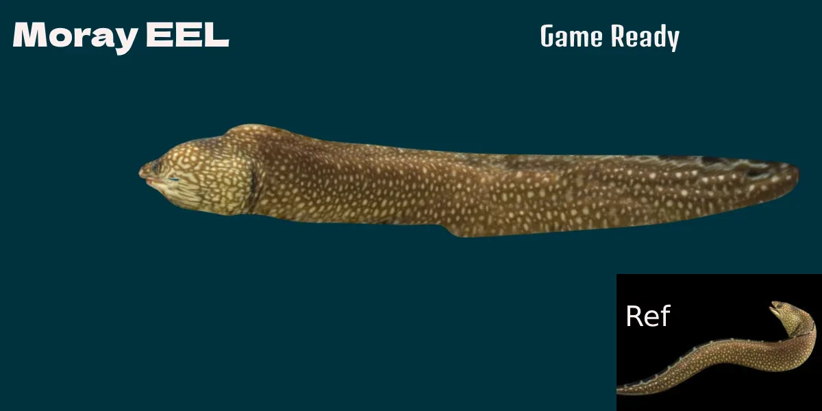 Moray Eel