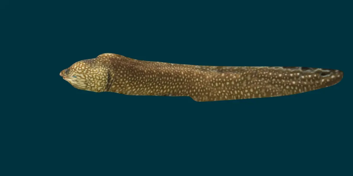 Moray Eel