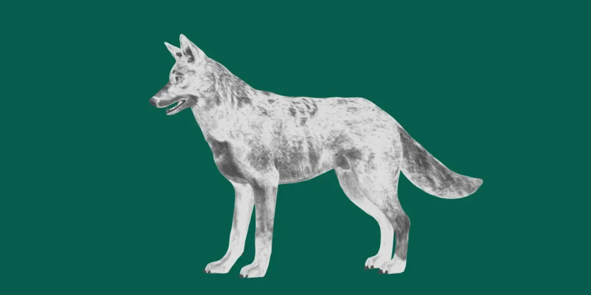 Coywolf