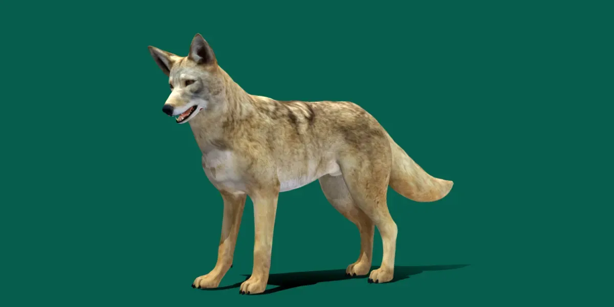 Coywolf