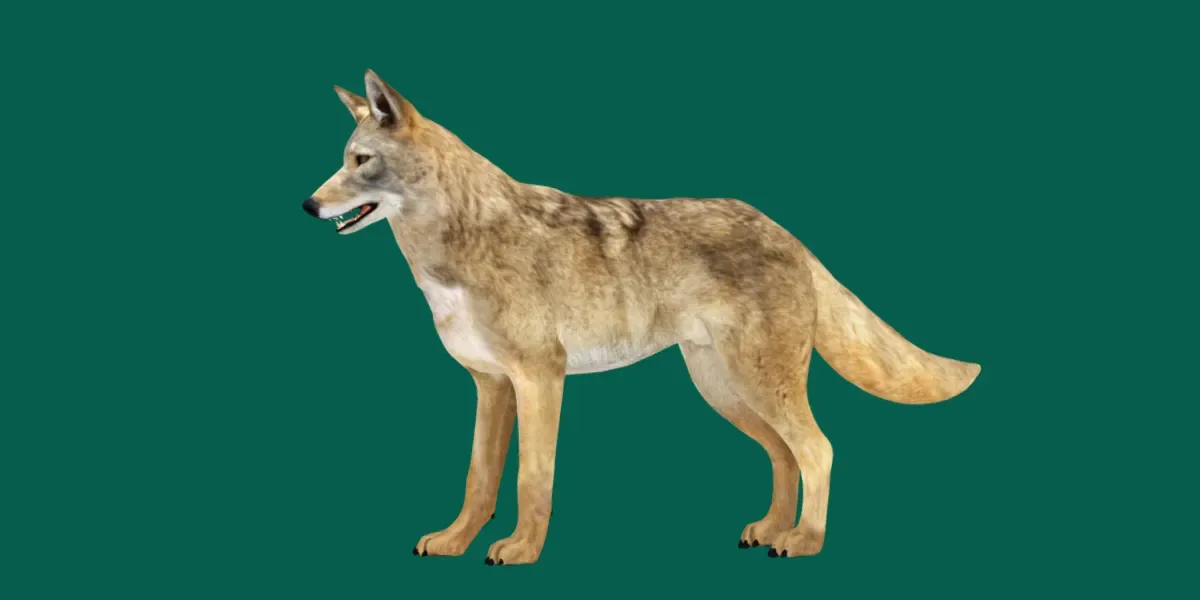 Coywolf