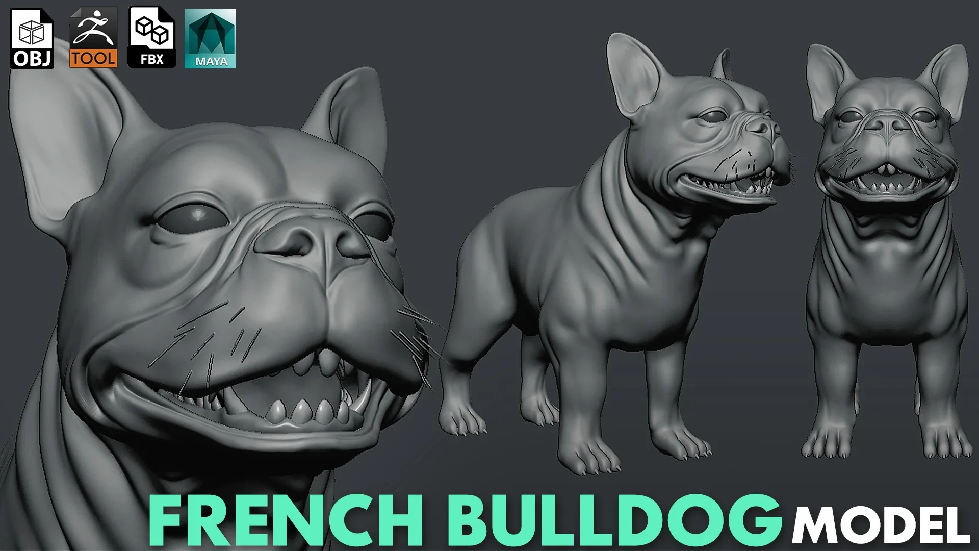 French Bulldog -Topology + UV Map
