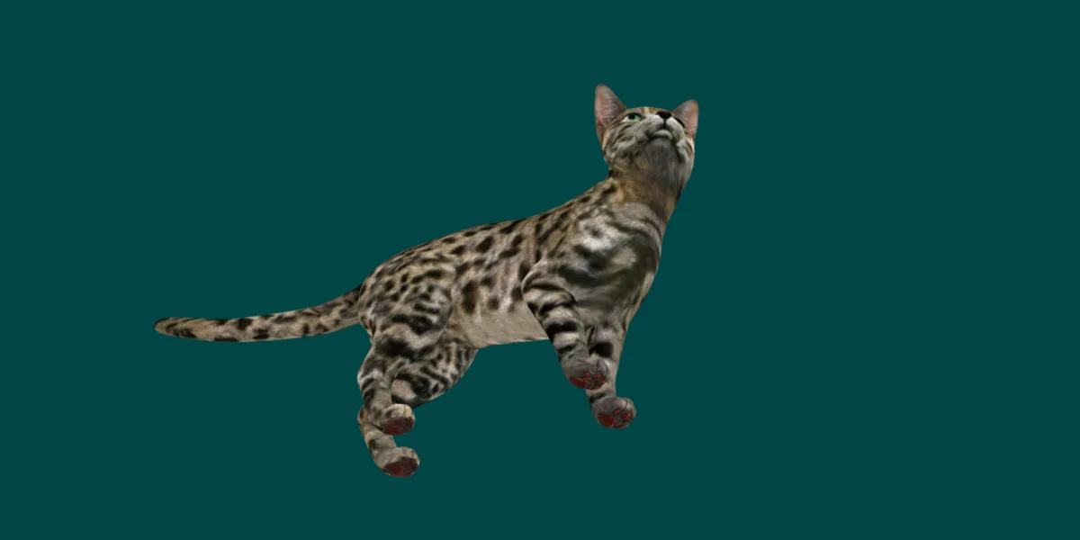 Black Spotted Cat