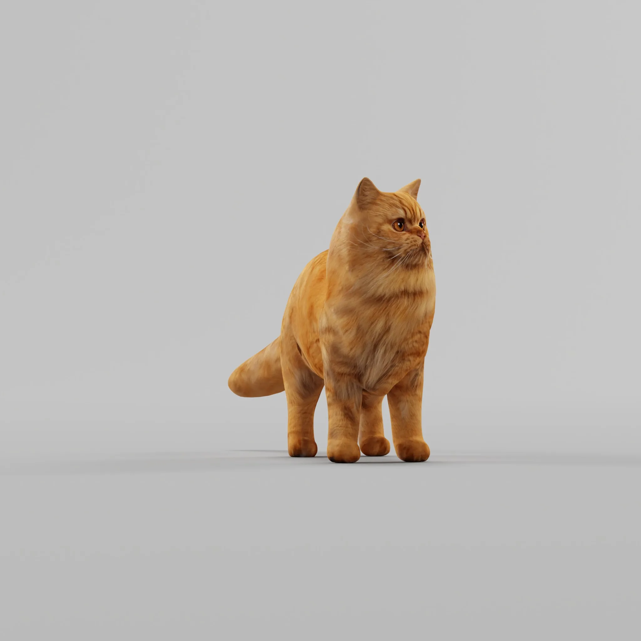 Orange Persian Cat