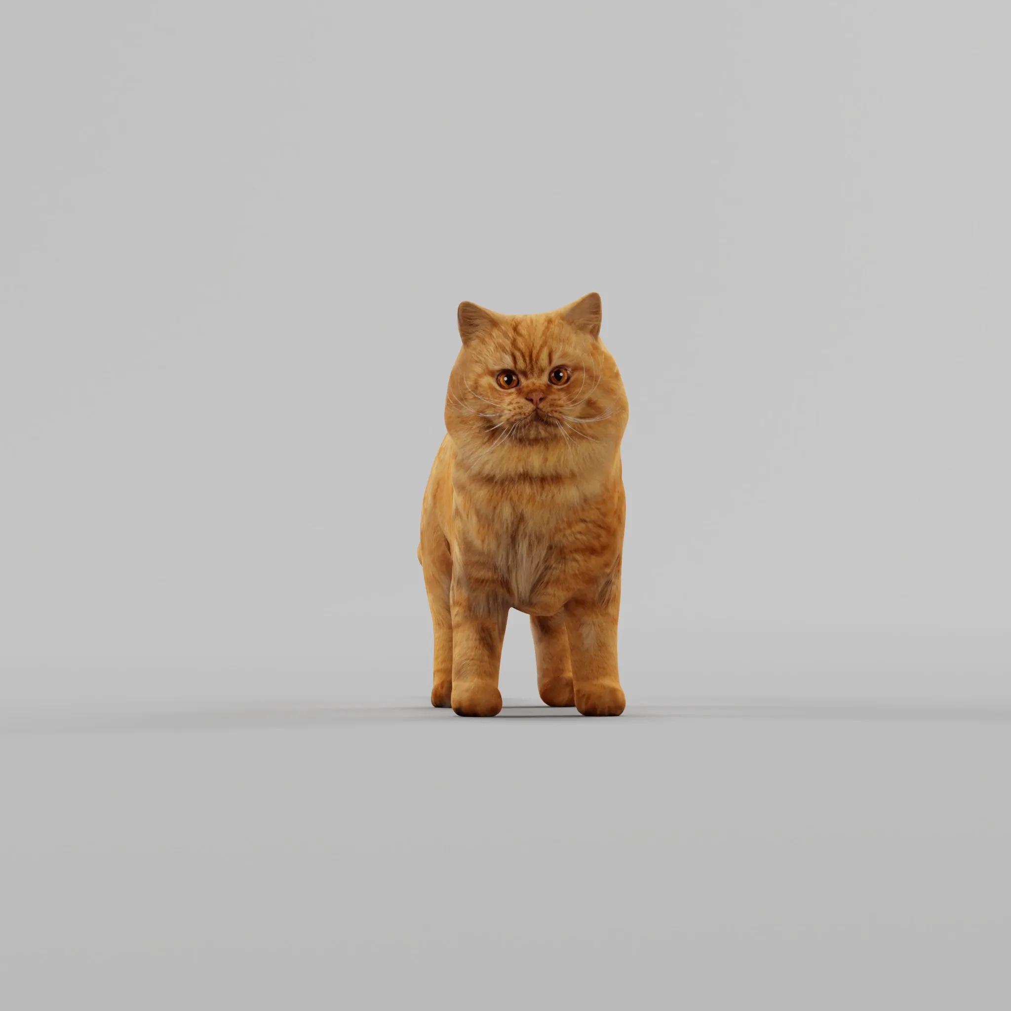 Orange Persian Cat