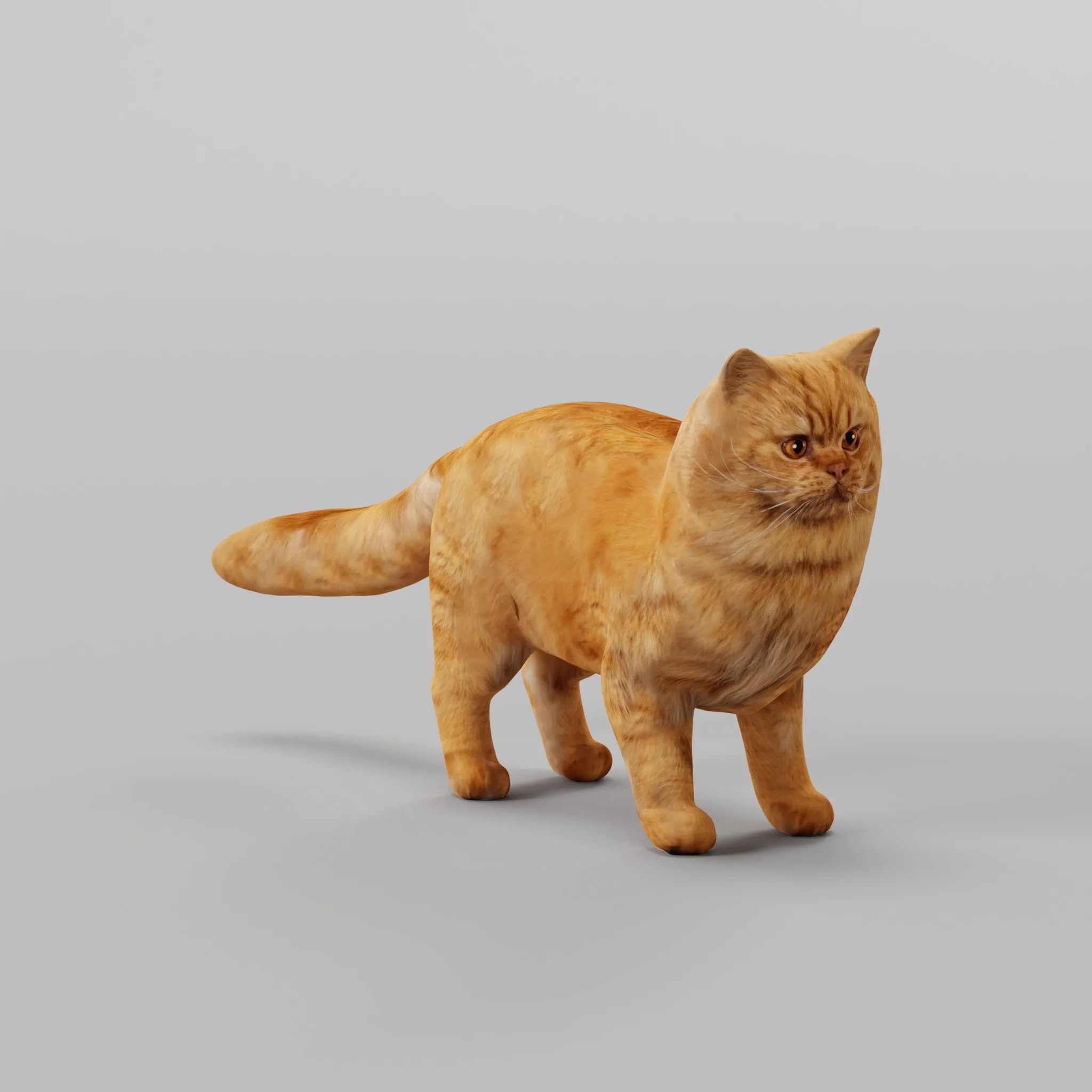 Orange Persian Cat