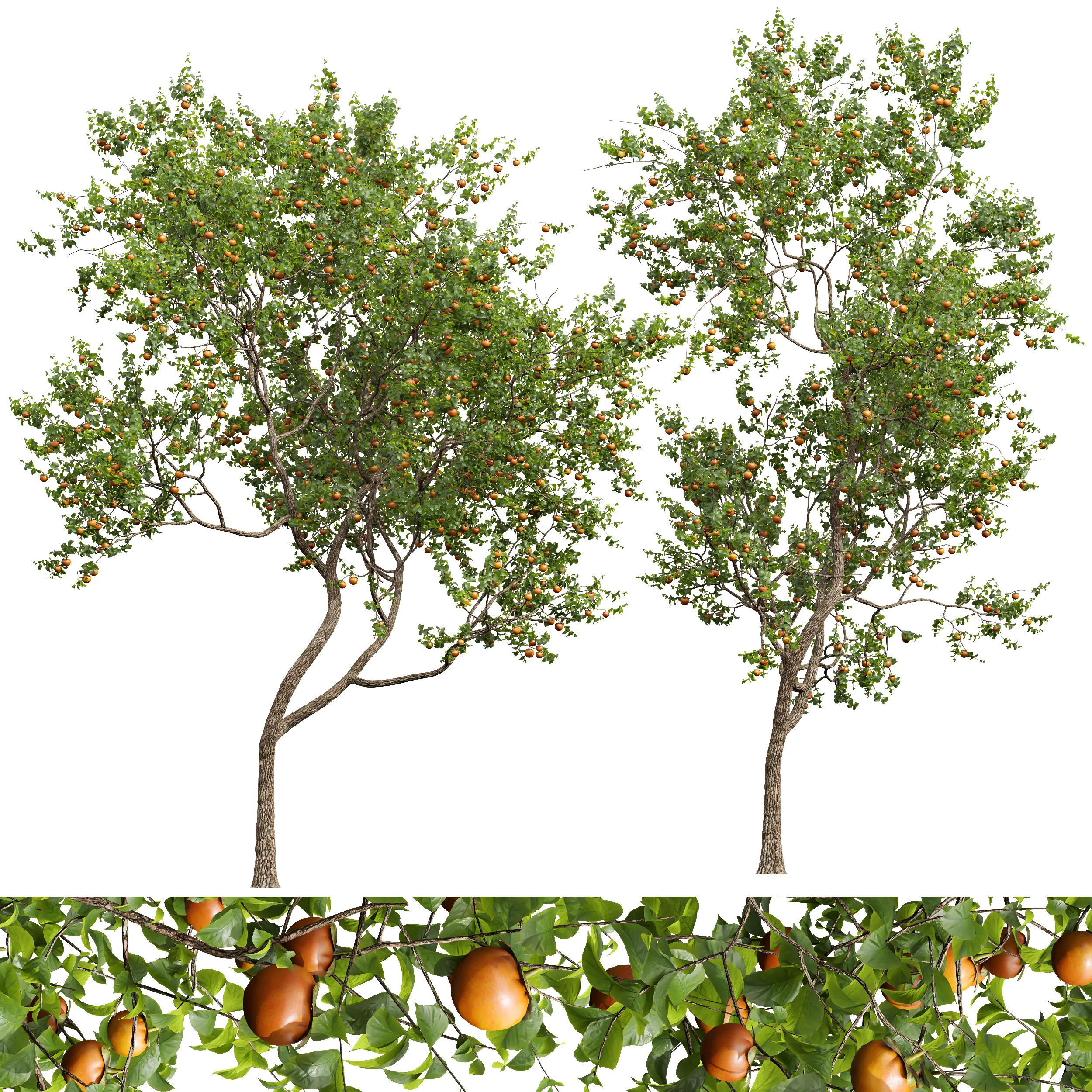 New Plant High detail Diospyros Kaki Persimmon