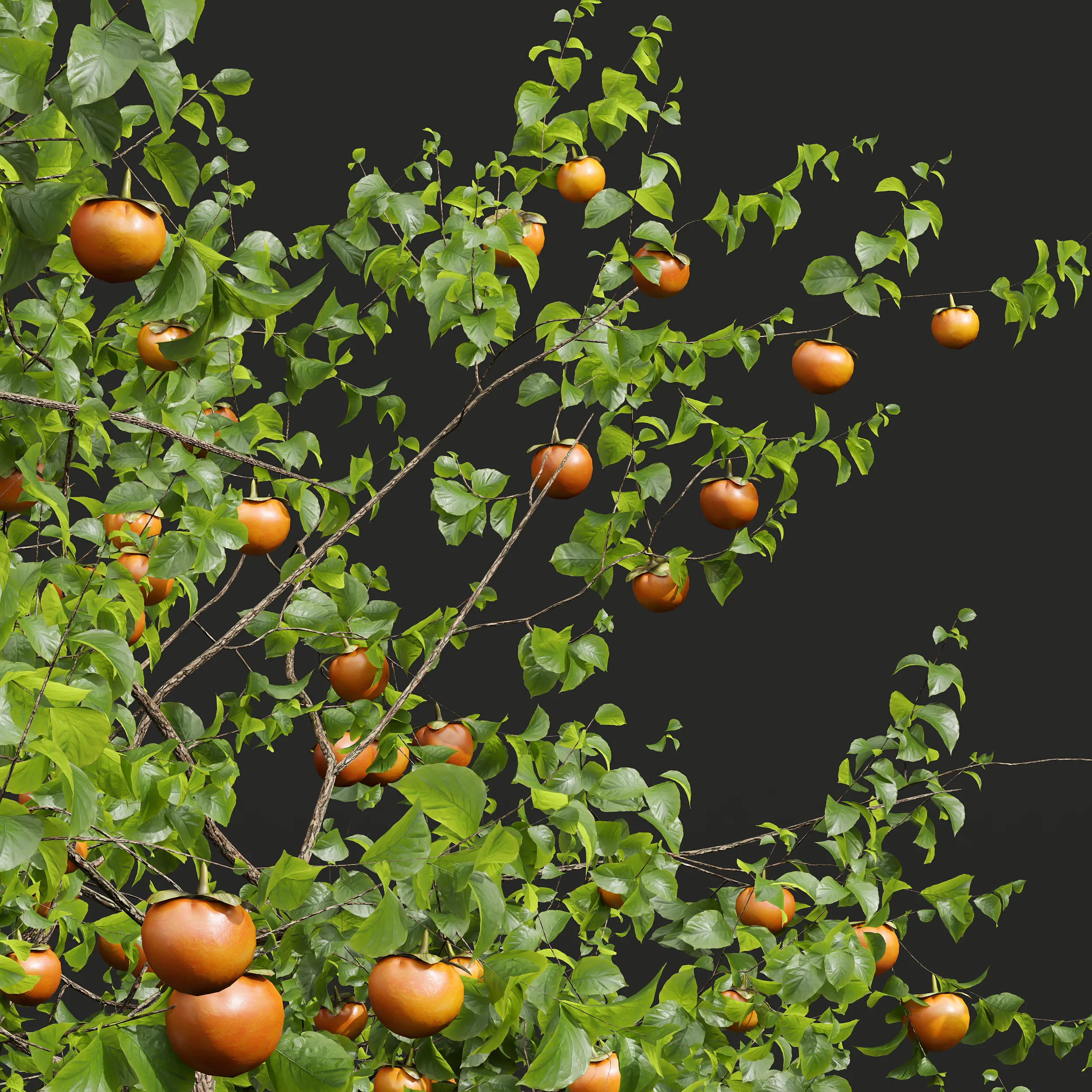 New Plant High detail Diospyros Kaki Persimmon