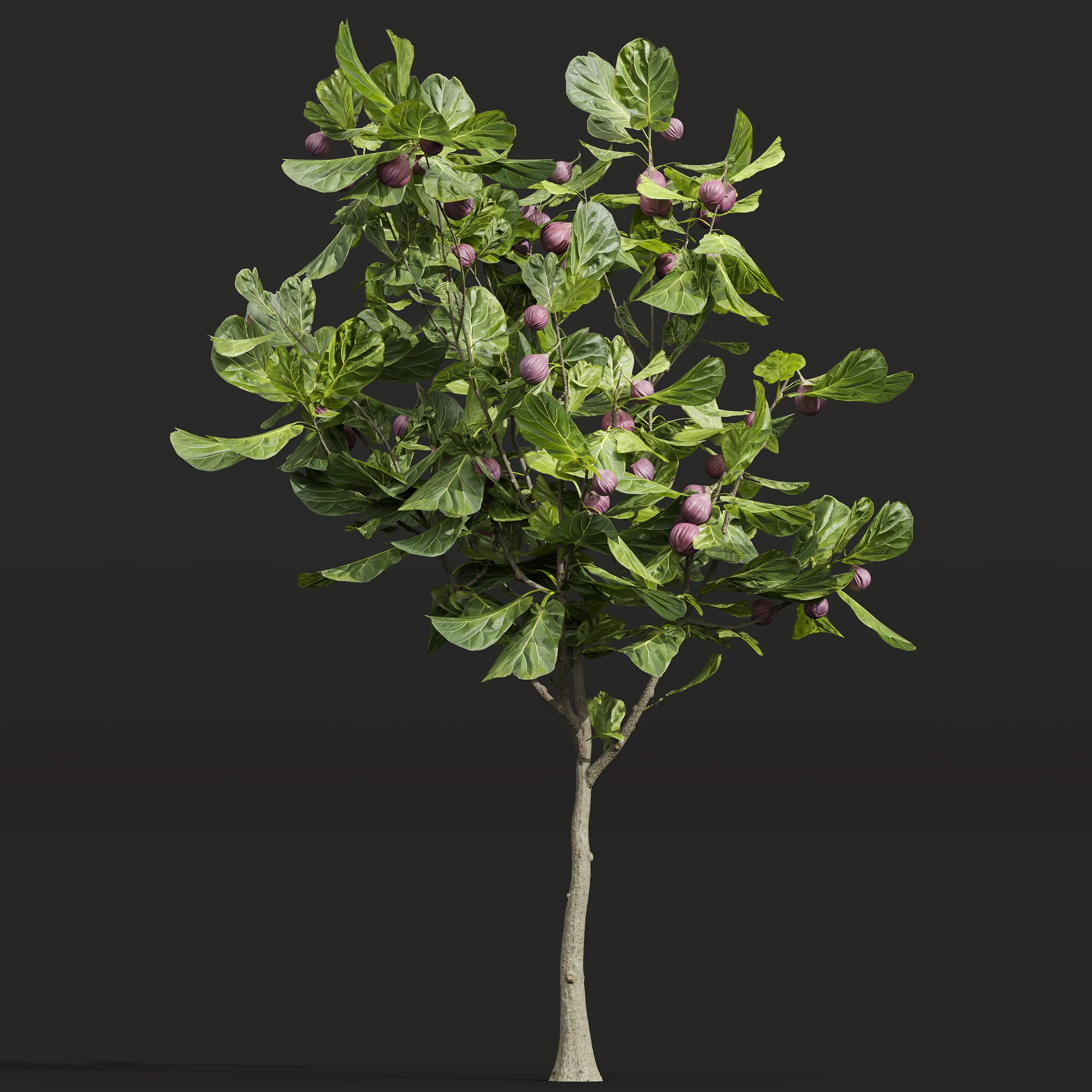 New Plant High detail Ficus Carica Feige Fig