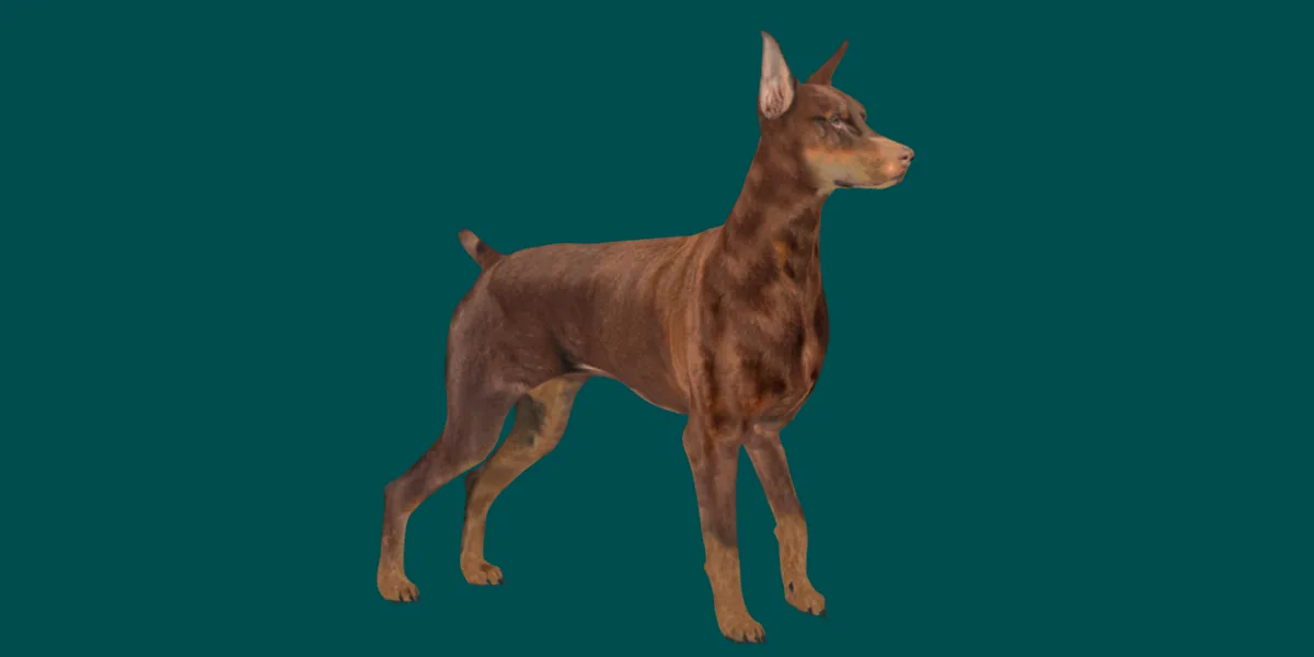 Doberman