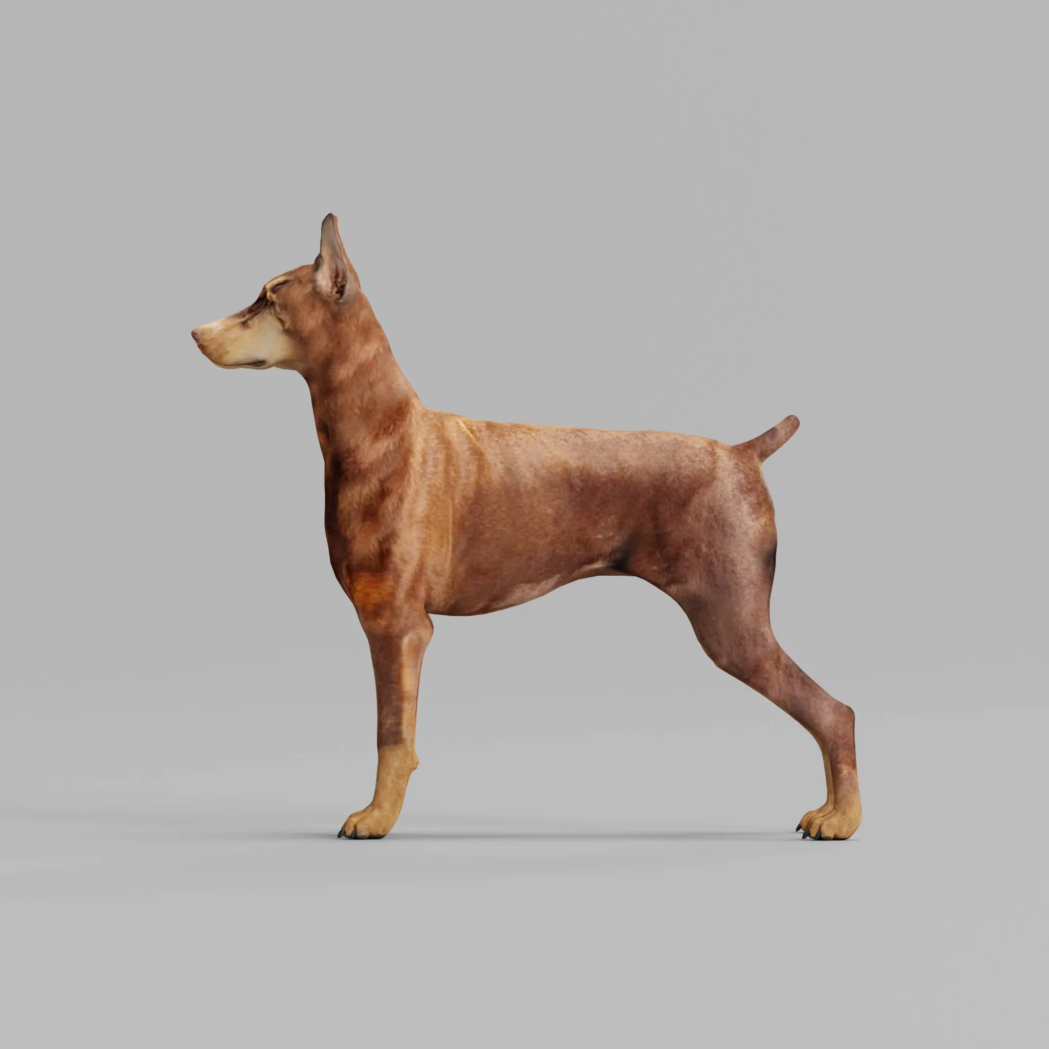 Doberman