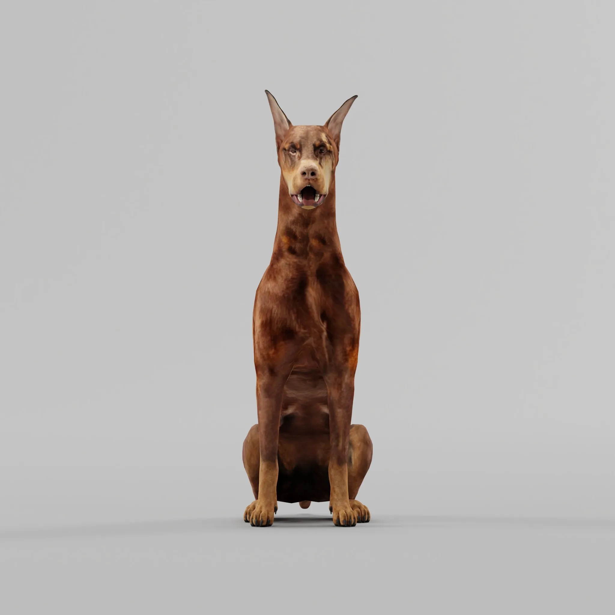 Doberman