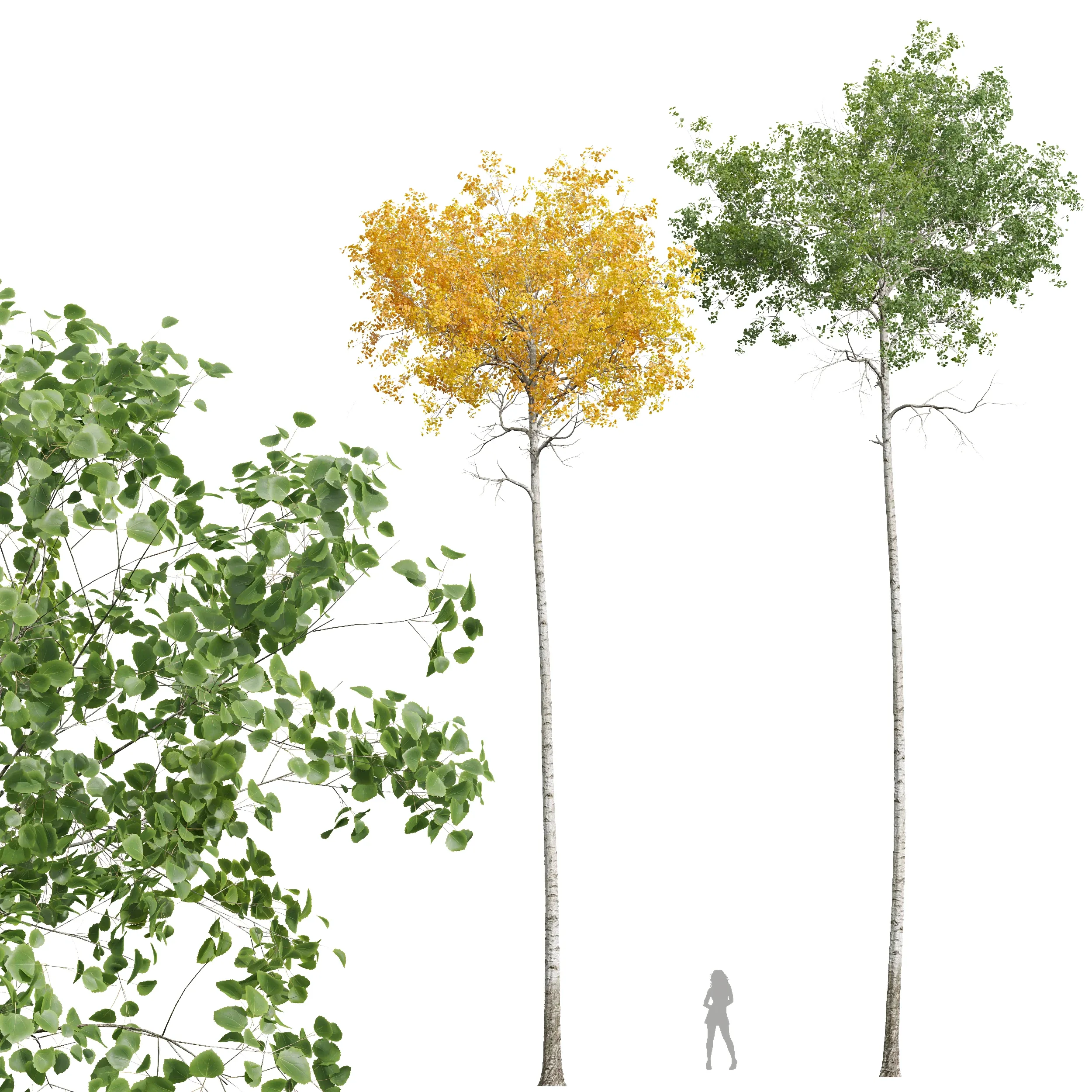 New Plant High detail Populus Tremuloides02
