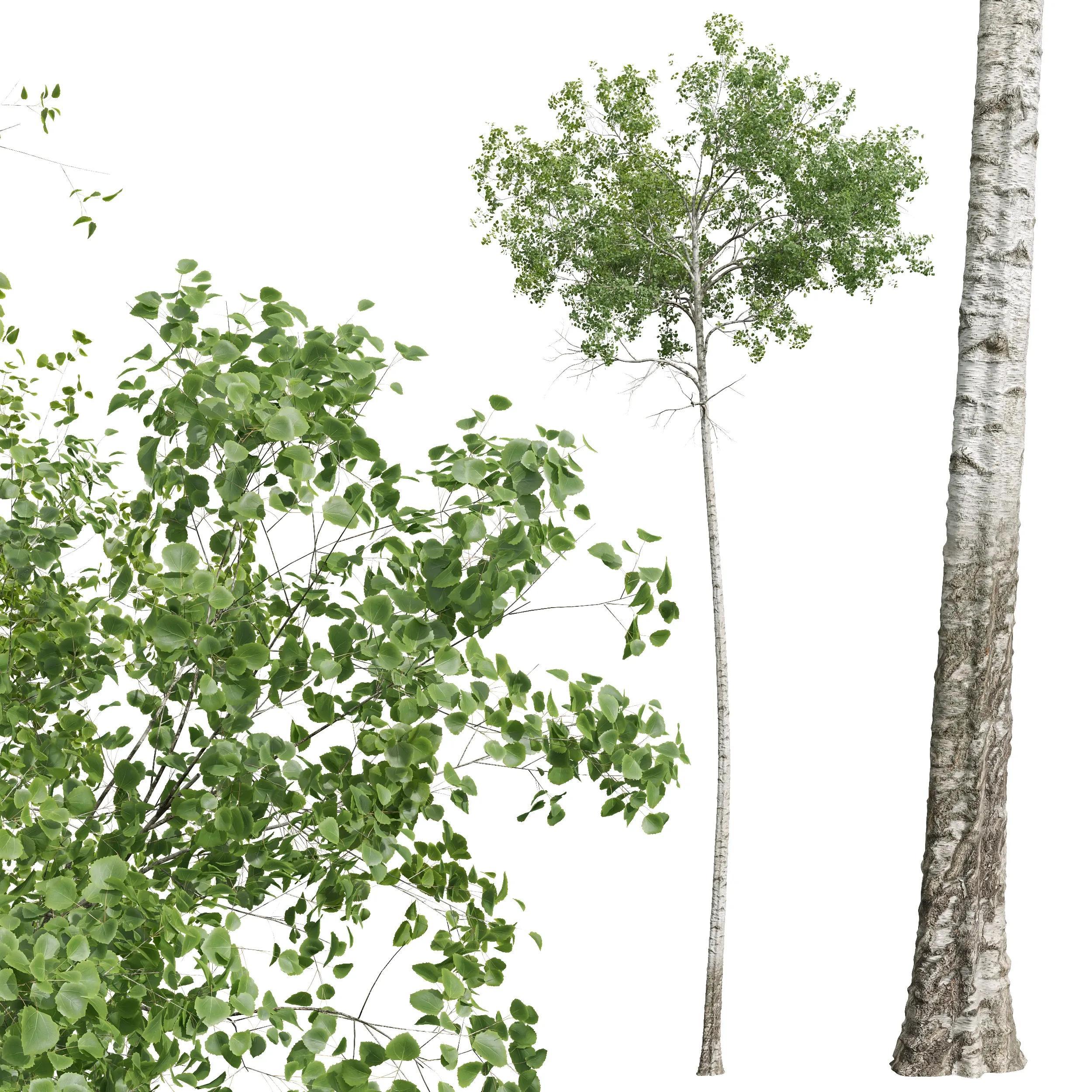 New Plant High detail Populus Tremuloides02