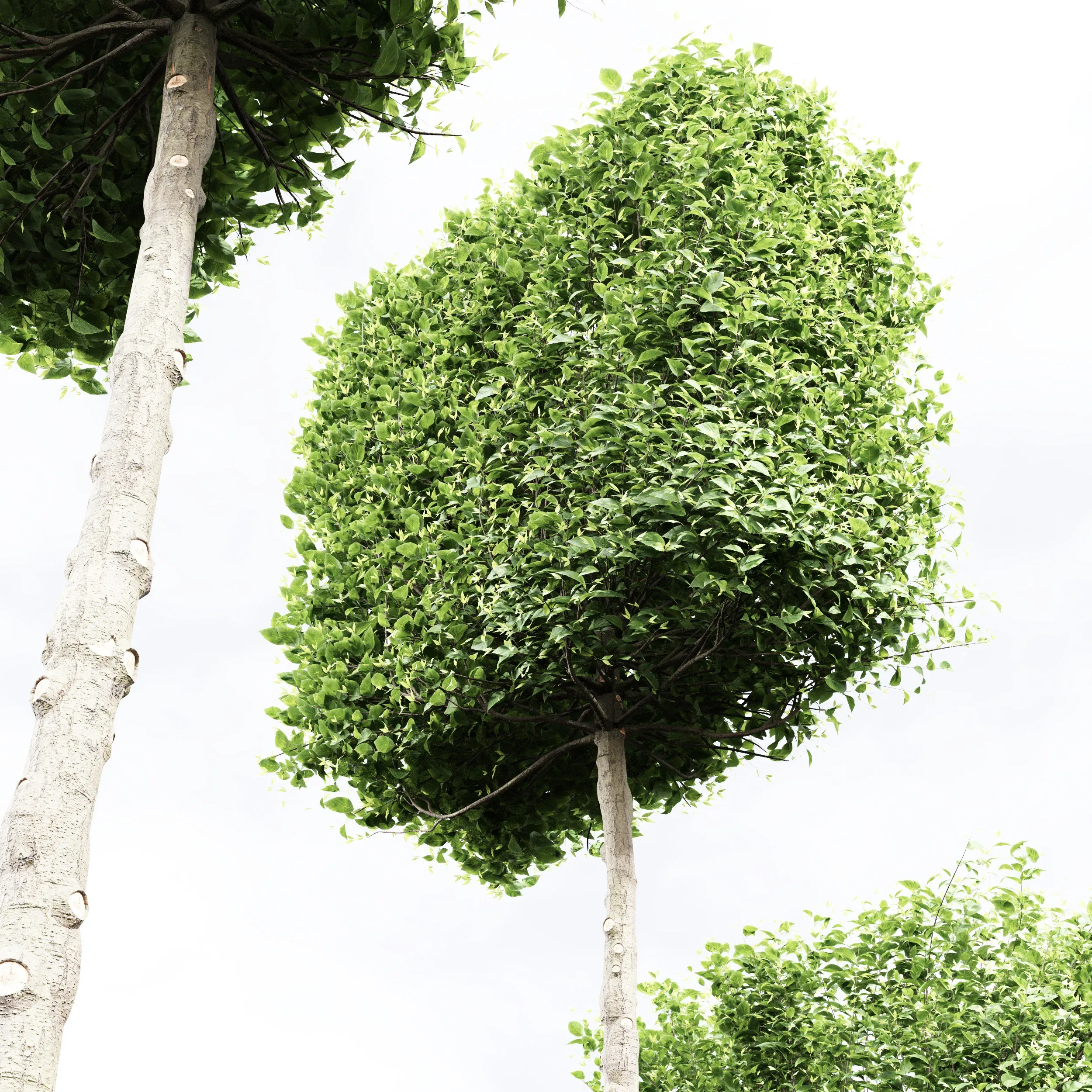Carpinus Betulus Broadleaf Pole and Box and Cigarette and Conical