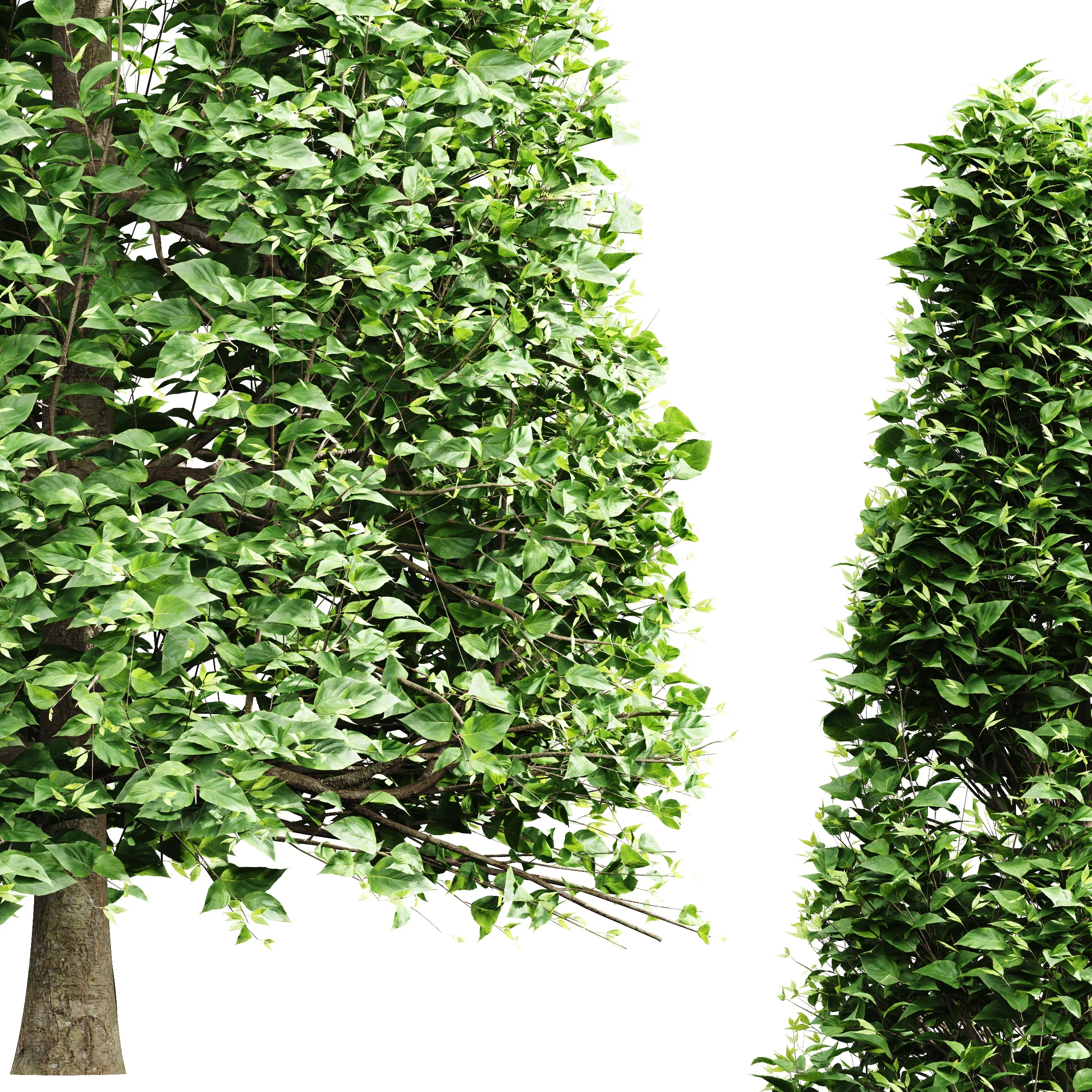 Carpinus Betulus Broadleaf Pole and Box and Cigarette and Conical