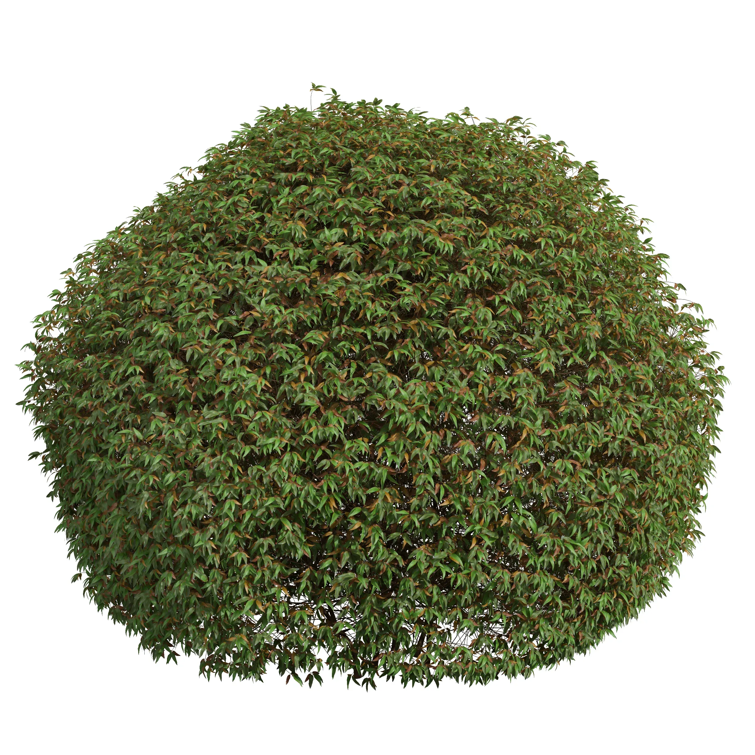 New Plant High detail Pyrrosia Lingua Hedge Sphere