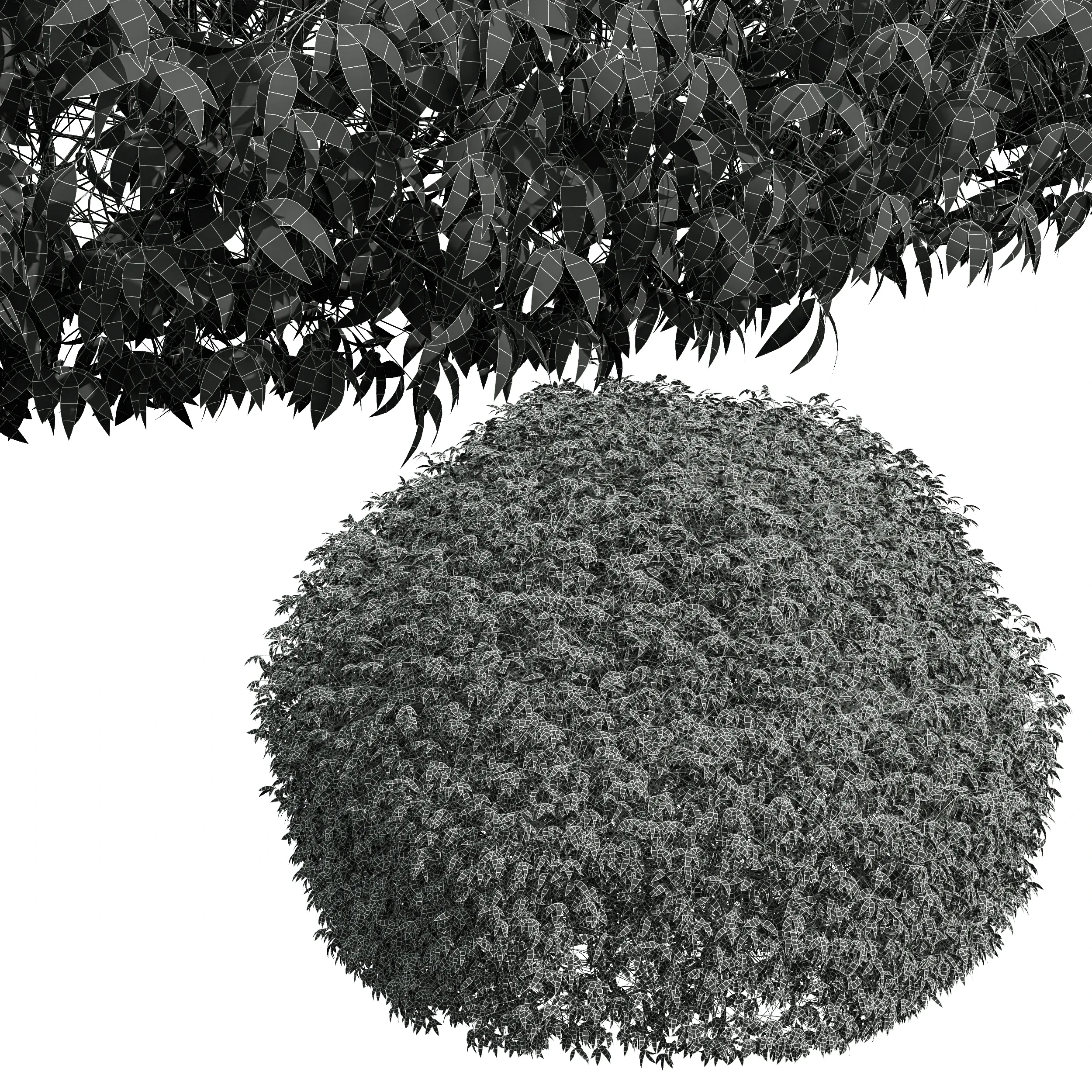 New Plant High detail Pyrrosia Lingua Hedge Sphere