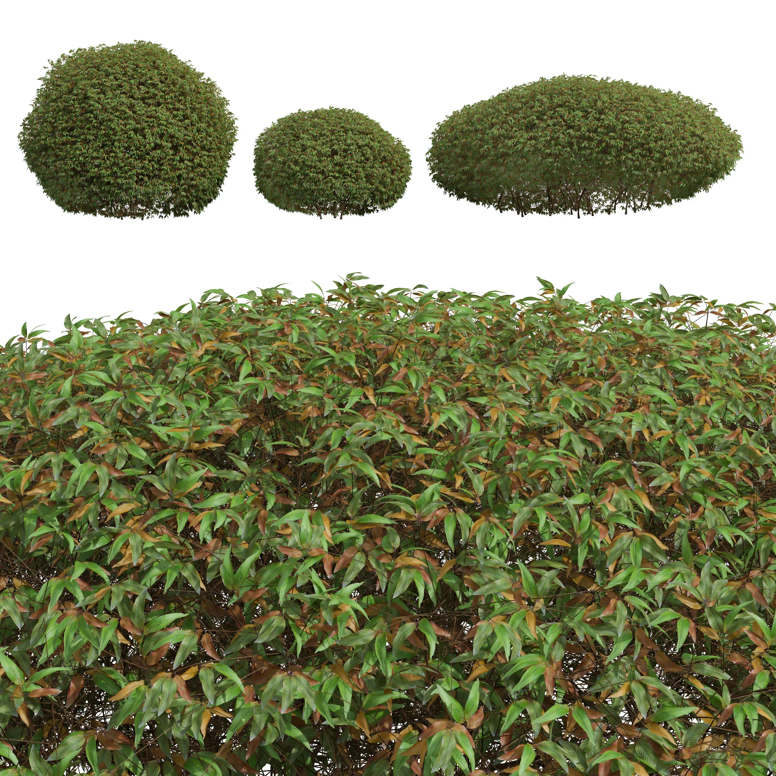 New Plant High detail Pyrrosia Lingua Hedge Sphere