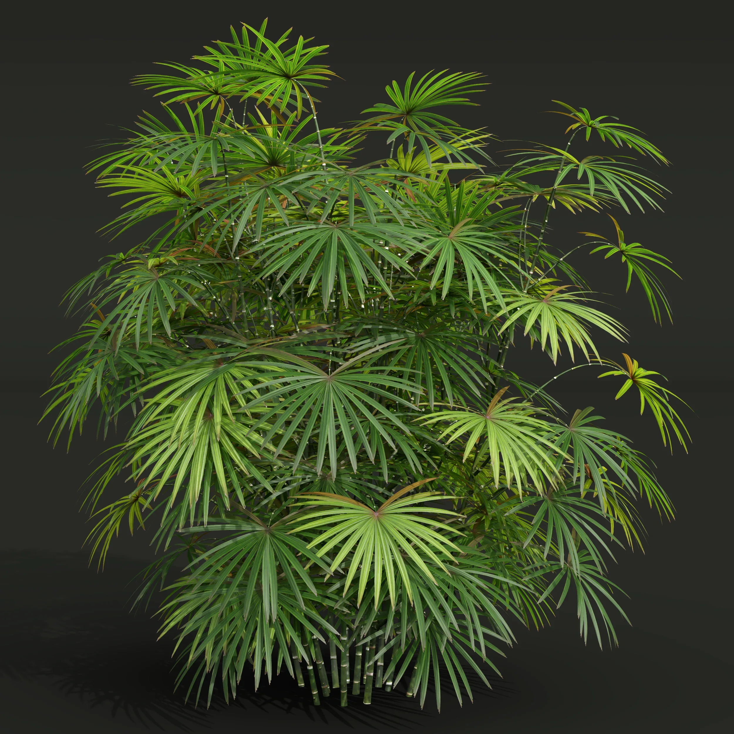 New Plant High detail Rhapis Excelsa