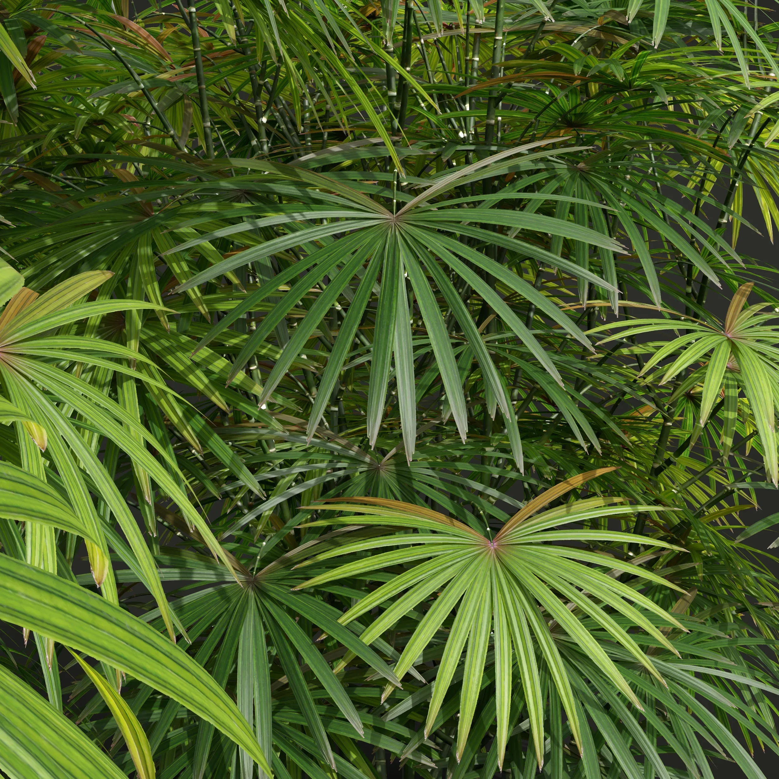 New Plant High detail Rhapis Excelsa