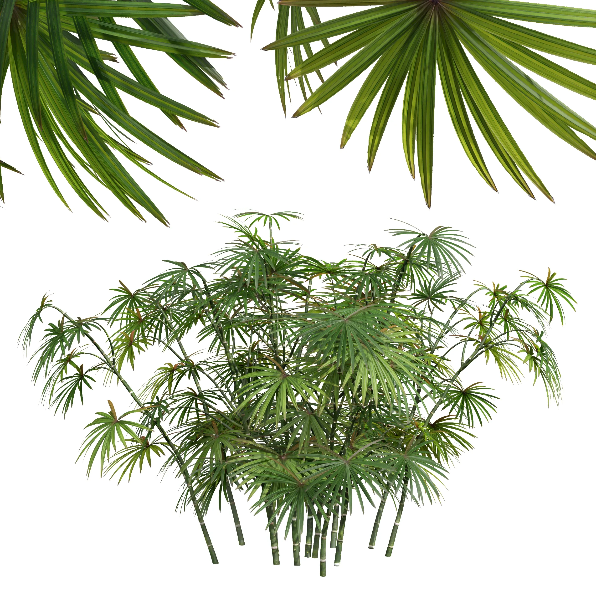 New Plant High detail Rhapis Excelsa Small