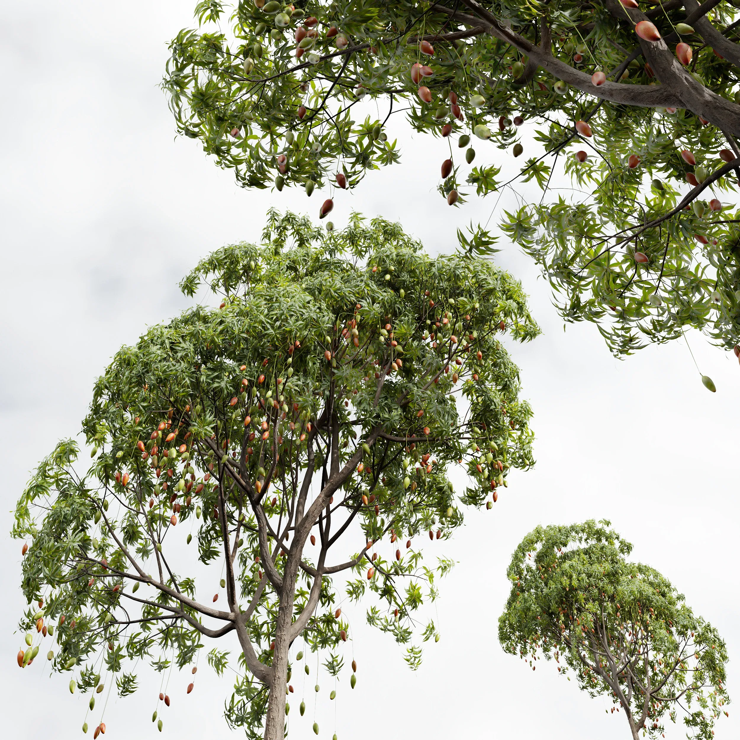 New Plant High detail Mangifera Indica Mango02