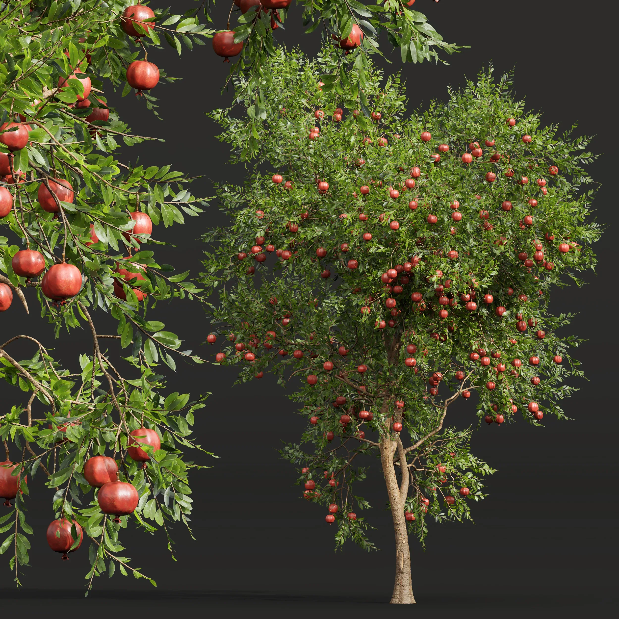 New Plant High detail Punica Granatum Pomegranate