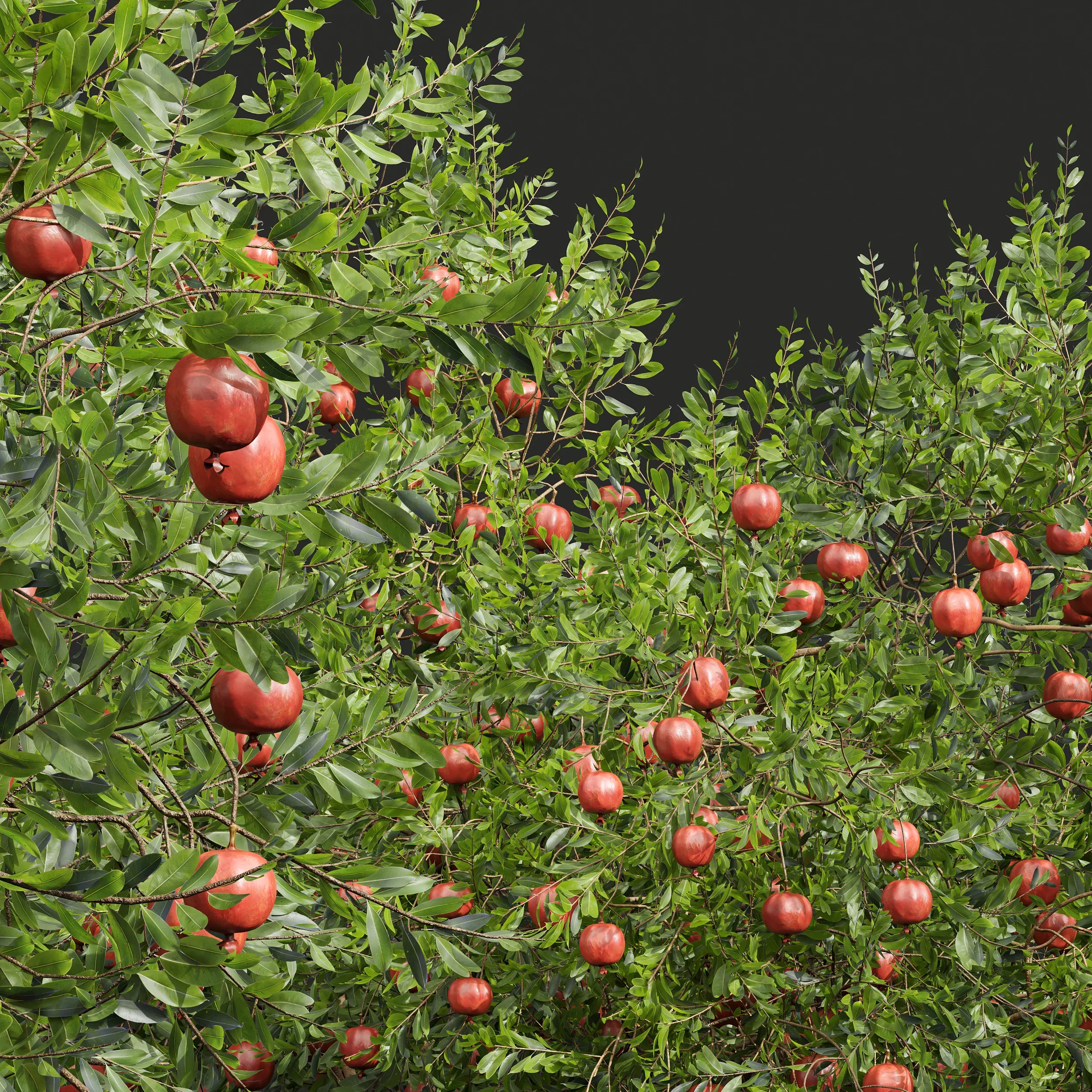 New Plant High detail Punica Granatum Pomegranate