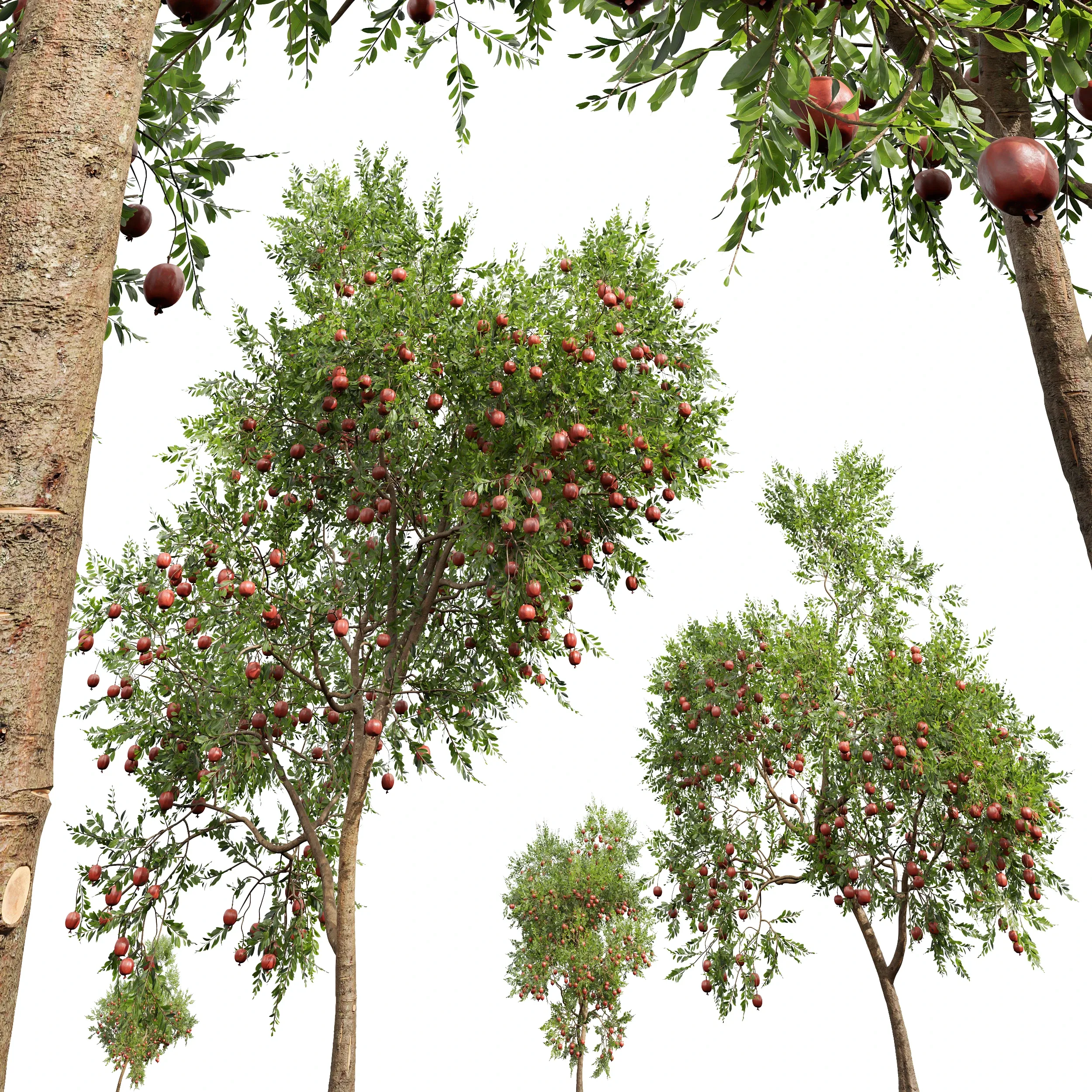 New Plant High detail Punica Granatum Pomegranate