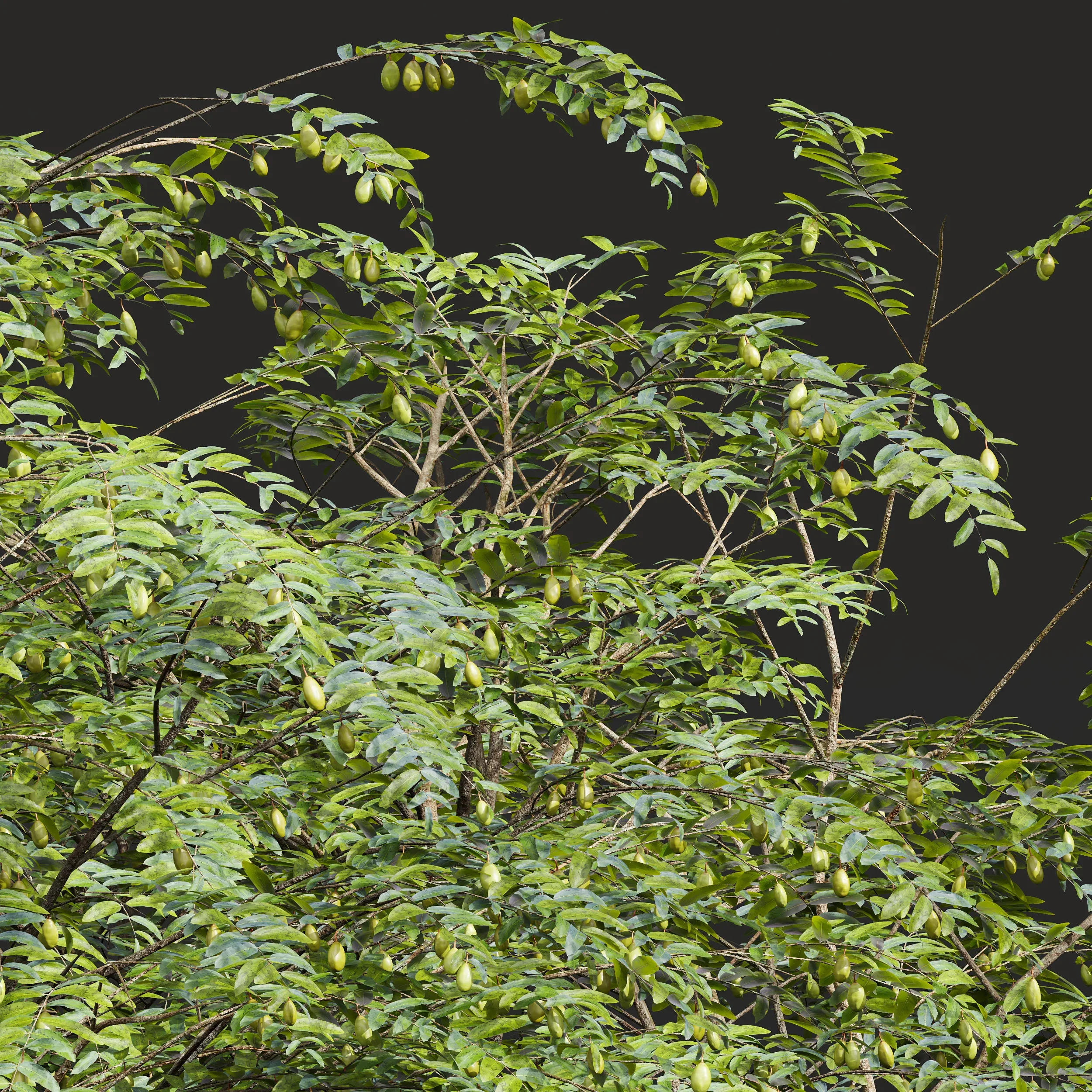 New Plant Ziziphus Jujuba Chinesische Dattel Green